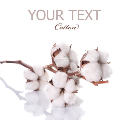 Cotton Plant Over White