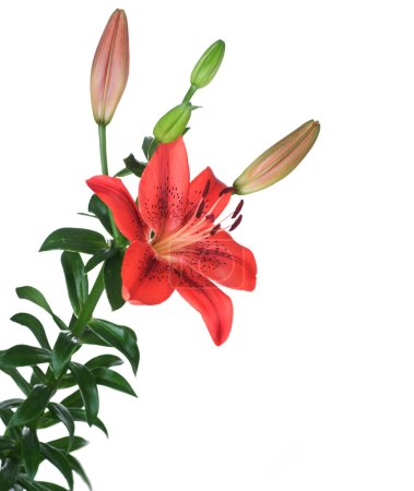Beautiful Red Lily Flower Over White