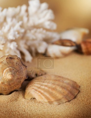 Shells Closeup