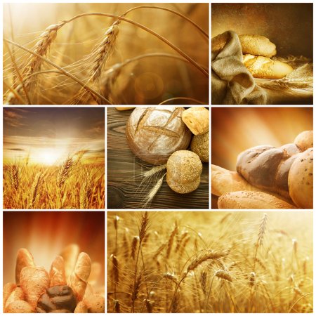 Wheat. Harvest Concepts. Cereal Collage