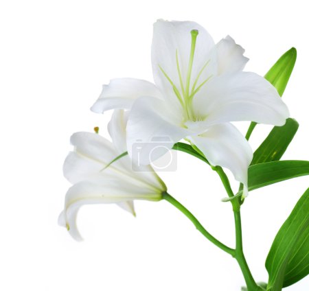Beautiful White Lily Isolated