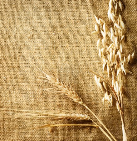 Wheat Ears on Burlap background. Country Style. With copy-space