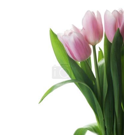 Beautiful Tulips Over White