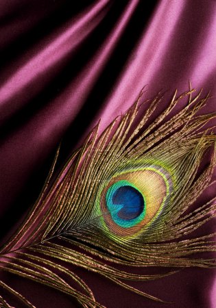 Peacock Feather over Silk Background