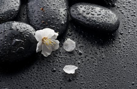 Wet Zen Spa Stones And Spring Flower