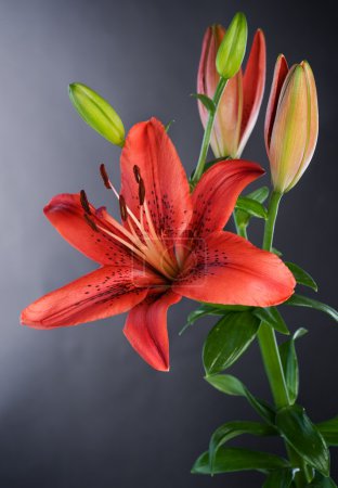 Beautiful Red Lily Flower Over Black