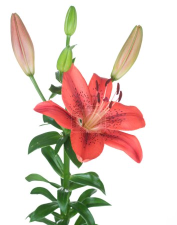 Beautiful Red Lily Flower Over White