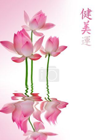 Beautiful Lotus With Reflection