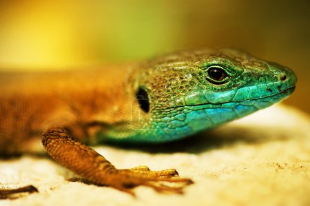Lizard Closeup