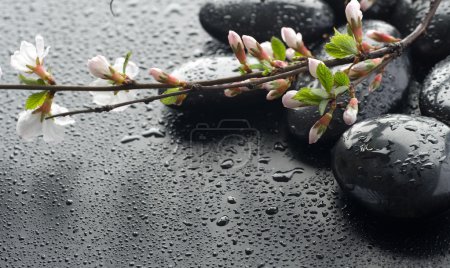 Wet Zen Spa Stones And Sakura Blossom