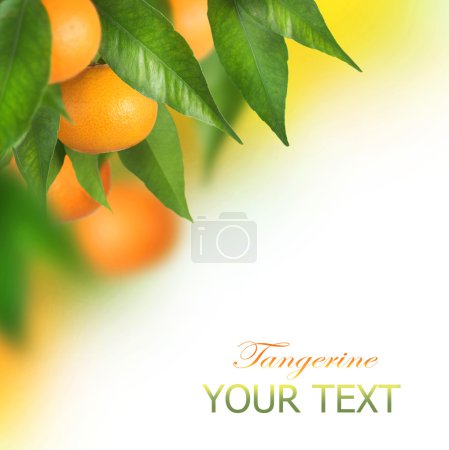 Ripe Tangerines growing. Border design