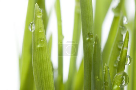 Close-up Of Fresh Green Grass