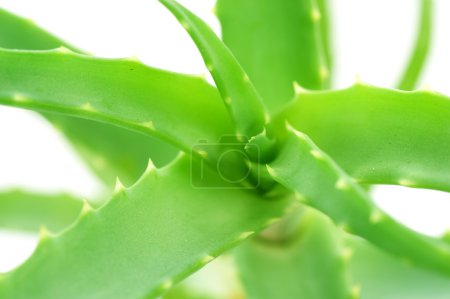 Aloe Vera Closeup