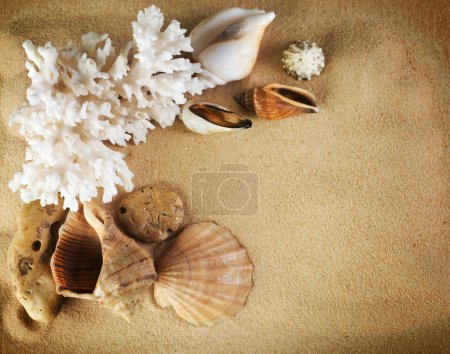 Sea Shells Frame