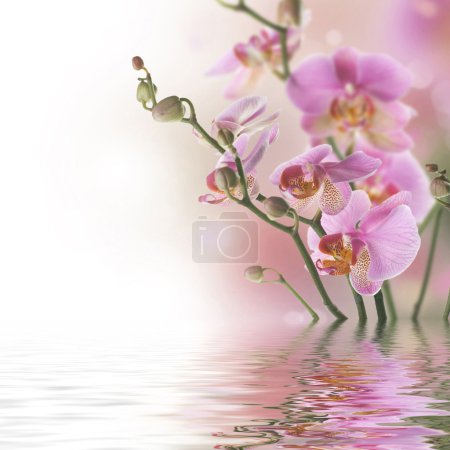 Beautiful Orchids In Water
