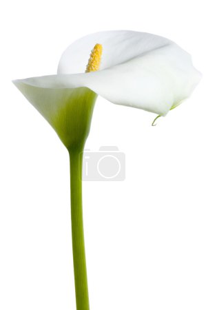 Beautiful White Calla