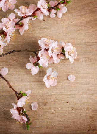 Spring Blossom Over Wooden Background