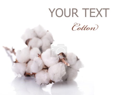 Cotton Over White