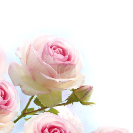 Romantic pink roses flowers background