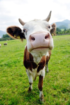 Cow animal on field