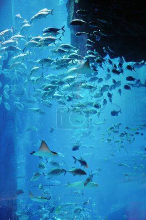 Aquarium with fishes and reef