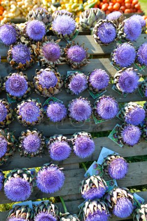 Artichoke purple flower