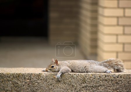 Squirrel resting