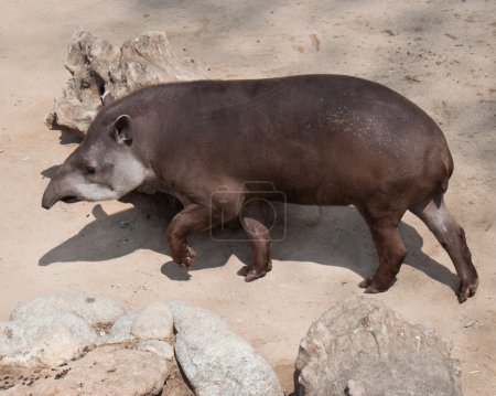 American tapir (Tapirus terrestris)