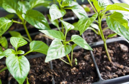 Young pepper plants