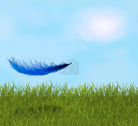 Feather in the field