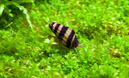 Helena snail in aquarium