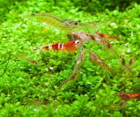 Crystal red shrimp
