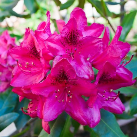 Violet rhododendron
