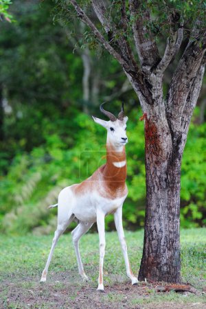 White antelope