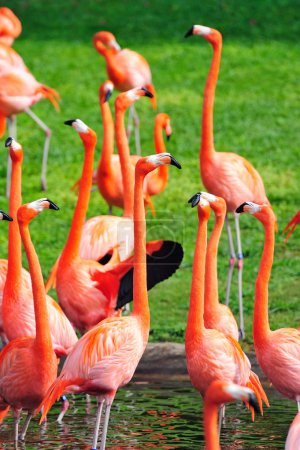 Flamingo in Miami zoo