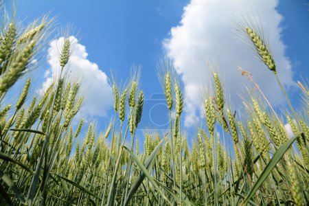 Wheat in field