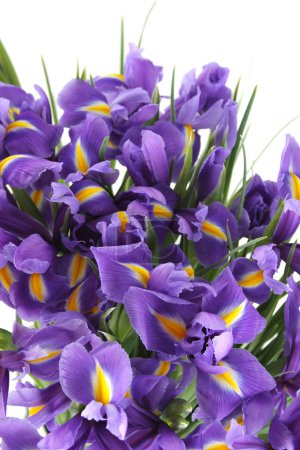 Beautiful of irises