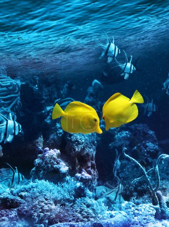 Two yellow tropical fishes