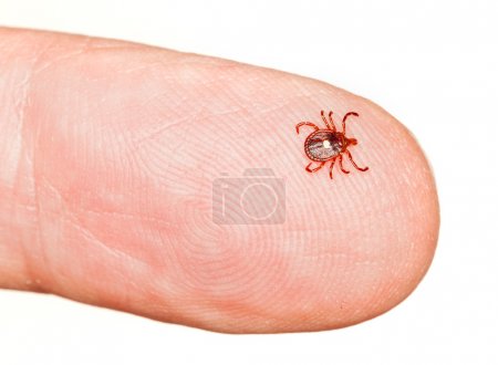 Lone star or seed tick on finger