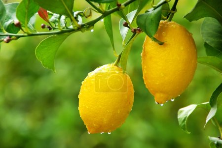 Yellow lemons hanging on tree
