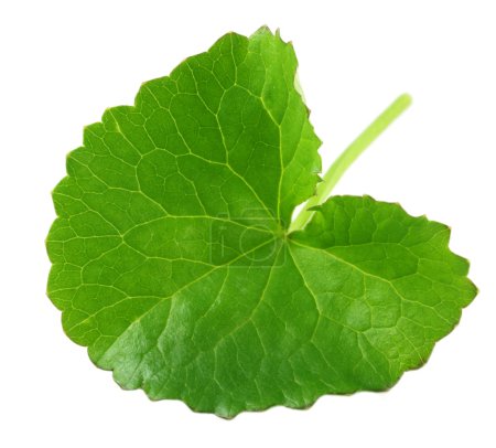 Herbal Thankuni leaf