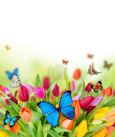 Butterflies on blossoms