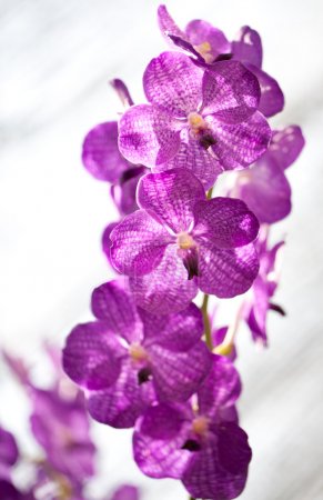 Beauty orchid