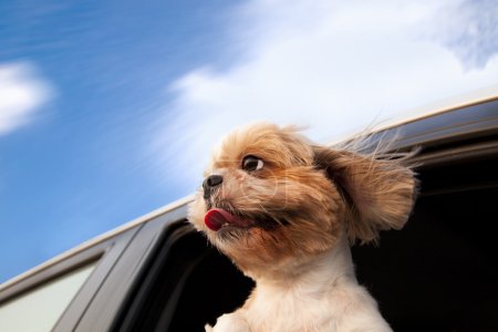 Dog in a Car Window and enjoy road trip