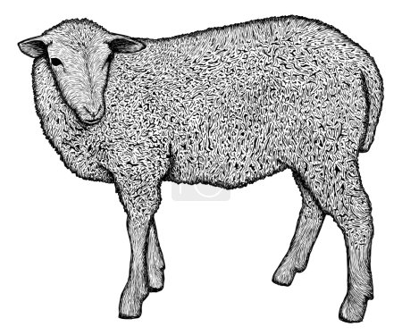 Sheep vintage