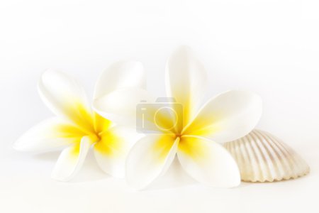 Frangipani and Seashell