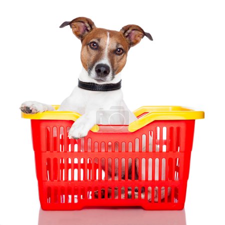 Dog in a red and yellow shopping basket