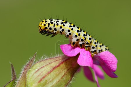 Shargacucullia Scrophulariae caterpillar