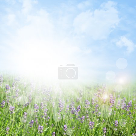 Abstract spring and summer background with lavender