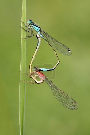 Two mating damselflies